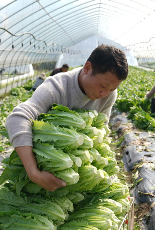 订单式 种植助农增收